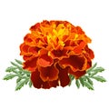 Red Marigold (Tagetes)