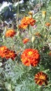 Red marigolds in the fall. Her green leaves. Cabbage. Autumn sunny day. Her green leaves.