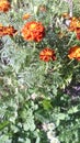 Autumn sunny day. Red marigolds in the fall. Her green leaves. Clover and dandelion. Royalty Free Stock Photo