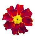 Red marigolds isolated. Beautiful flower on white background