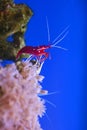 Red marine shrimp Lysmata debelius