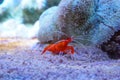 Red marine shrimp Lysmata debelius