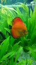Red marlboro discus fish Royalty Free Stock Photo
