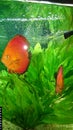 Red marlboro discus fish pair