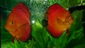 Red marlboro discus fish pair