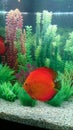 Red Marlboro discus fish