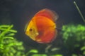 Red marlboro discus fish or Symphysodon discus