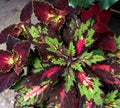 Coleus scutellarioides