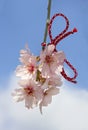 Almond blossom in spring in Bulgaria