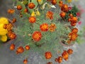 Red marygold flowers plant winter spring India Royalty Free Stock Photo