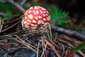Red mushroom covered with fir needles