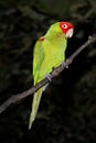 Red-masked conure on a branch