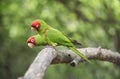 Red-masked parakeets Royalty Free Stock Photo