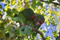 Red masked parakeets (Psittacara erythrogenys) perched on a branch