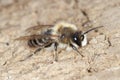 Red mason bee, Osmia bicornis, pollinator Royalty Free Stock Photo