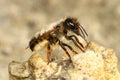 Red mason bee, Osmia bicornis, pollinator on the soil Royalty Free Stock Photo