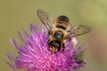 Red mason bee Osmia rufa Royalty Free Stock Photo