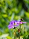 Red mason bee, about to land on Cranesbill, Geranium (Rozanne)