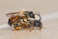 Red mason bees mating