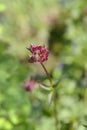 Red masterwort Astra Red Royalty Free Stock Photo