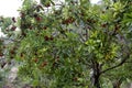 Waxberry tree in rain, adobe rgb