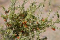 LYCIUM ANDERSONII FRUIT - JOSHUA TREE NP - 060520 C