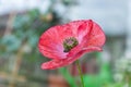 Red mauve poppy flower in full bloom Royalty Free Stock Photo