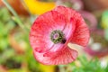 Red mauve poppy flower rich in green pollen Royalty Free Stock Photo