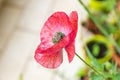 Red mauve poppy flower rich in pollen on a balcony Royalty Free Stock Photo