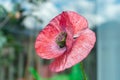 Red mauve poppy in full bloom on a summer day Royalty Free Stock Photo