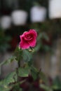 red mawae flowers that are very beautiful even though they are withering Royalty Free Stock Photo