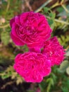 red roses Royalty Free Stock Photo