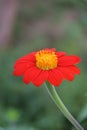 Blooming red orange Maxican sunflower Blur Background