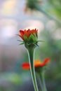 Maxican sunflower