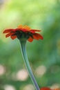 Blooming red orange Maxican sunflower Blur Background