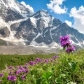 Red meadow flowers on a background of snowy mountains Royalty Free Stock Photo