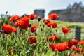 Red meadow of flowersred poppies meadow with green grass Royalty Free Stock Photo