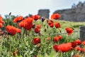 Red meadow of flowersred poppies meadow with green grass Royalty Free Stock Photo