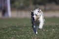 Red merle Australian Shepherd chasing a lure Royalty Free Stock Photo