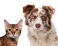 Red Merle Border Collie Royalty Free Stock Photo