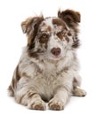 Red Merle Border Collie, 6 months old, lying