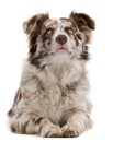 Red Merle Border Collie, 6 months old, lying