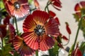 Red metal poppy lawn ornament grainy with sand from being outdoors focused in front of other blurred metal flowers - selective