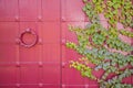 Red metal vintage door with ivy leaves Royalty Free Stock Photo