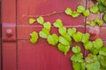 Red metal vintage door with ivy leaves Royalty Free Stock Photo