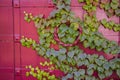 Red metal vintage door with ivy leaves Royalty Free Stock Photo