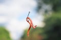 Red metal worm writhing on a fish hook