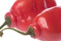 Red Mexican Chillies Macro Royalty Free Stock Photo