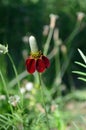 Red Mexican Hat Flower in field meadow masthead text area vertical Royalty Free Stock Photo
