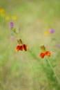 Red Mexican hat wildflower Royalty Free Stock Photo